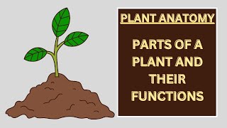 Plant Anatomy Parts of a Plant and their Functions  Plant Parts  Plant Functions Biology plants [upl. by Rotce854]