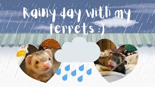 Rainy Day With My Ferrets [upl. by Aisekal74]