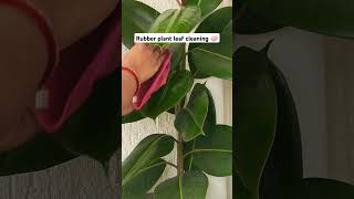 Rubber plant cleaning 🧼 Houseplants care tips Ficus elastica [upl. by Alik611]