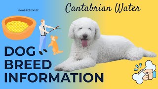 Cantabrian Water Dog The Ultimate Guide to a Remarkable Breed [upl. by Chrissa]