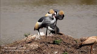 Grey crowned cranes [upl. by Avad]