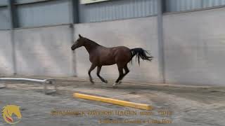 Shamrock Dwerse Hagen Udarco x Ultra Boy mare °2018 Belgian Horse Trading [upl. by Marbut]