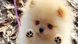 Cutest Pomeranian Puppies Compilation [upl. by Ahsiam561]