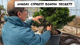 Hinoki Bonsai Secrets [upl. by Jerz410]