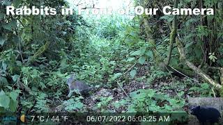 Rabbits Caught on Our Trail Camera [upl. by Dominus]