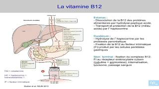 Anémie mégaloblastique biochimie [upl. by Stier]