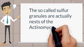 What are in the sulfur granules of actinomycosis [upl. by Atikam]