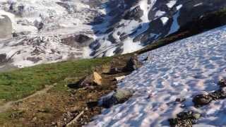 Hoary Marmot Mt Rainier Camp Muir [upl. by Cyprus]