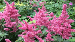 🌿  Astilbe Planting  Natives  New Plantings  🌿 [upl. by Prior]