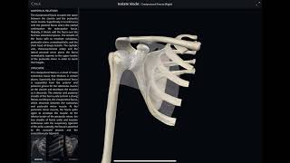 Structures that pierce the clavipectoral fascia 3d Anatomy [upl. by Alida604]