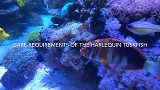 Harlequin Tuskfish care Choerodon fasciatus [upl. by Meean]