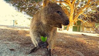 Adorable Quokka Smiling and Jumping At Camera [upl. by Farant914]