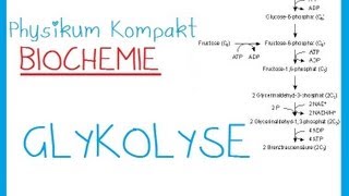 GLYKOLYSE  Biochemie [upl. by Dara]