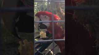 Macaw Parrot carefully eats corn kernels off the cob [upl. by Yorled]