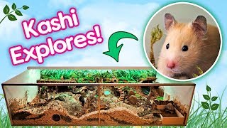 Hamster quotKashiquot Explores Her Rainforest Cage for the First Time [upl. by Sucrad]