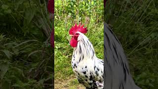 Exchequer Leghorn rooster crowing  Excalibur is a rooster of rarechickenbreed exchequerleghorn [upl. by Naryk347]