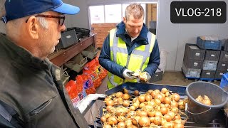 FARMVLOG 218 gele uien tarreren bij Waterman Onions [upl. by Carlick379]