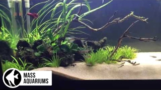 40 Gallon Planted Tank Beautiful New Beta Fish Plants Thriving and more [upl. by Robin]