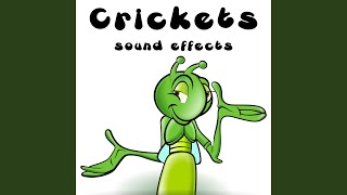 Cricket Chirps Extended [upl. by Sylvan]