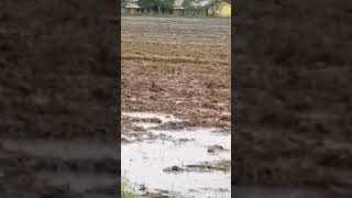 Ricefield preparation [upl. by Maccarone]