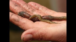 Wissen Wattwurm  Pierwurm  Ringelwürmer  Wattenmeer  Wassertiere  Tiere [upl. by Nylde]