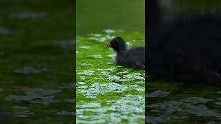 Moorhen chicks nature shorts [upl. by Webster]