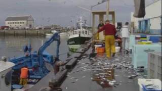 SaintGuénolé  le retour des sardiniers Finistère [upl. by Nihi853]