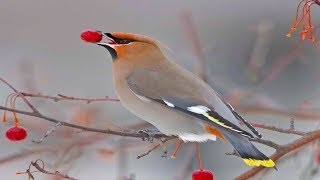 Bohemian Waxwing Call Beautiful Birds VIdeo  Bohemian Waxwing Song [upl. by Reisman]