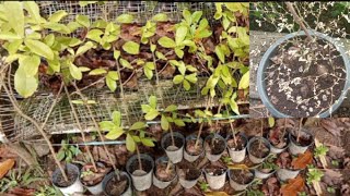 toturials how to repot African Talisay plants and planting marcot lady of the night plants [upl. by Feil]