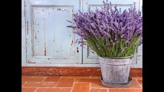 Tutorial come fare Talee piantine di lavanda [upl. by Mala]