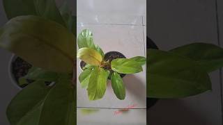 My Philodendron Lemon Lime Cutting Ready For New Home 🪴 nature beauty indoorplant babysnakeplant [upl. by Labina]