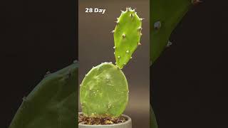 Cactus Growing TimeLapse [upl. by Nrubliw]