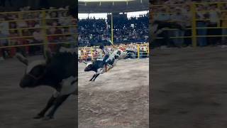 MINUTO DE LA TENDENCIA VS TORO EL PAPAYERO DE LOS TOROS DIVINOS🤠💥 jaripeo shorts [upl. by Sutherland853]