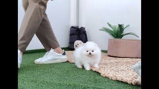 Cutest Teacup Pomeranian Puppies ❤️ l Korea teacup puppies [upl. by Stormi]