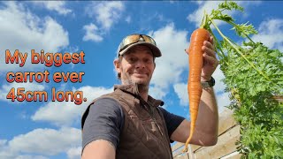 October plot tour and my best carrot ever [upl. by Eened]