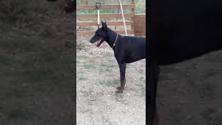 How Dobermans Play [upl. by Minsat]