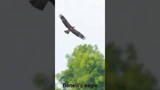 Bonellis Eagle [upl. by Amirak336]