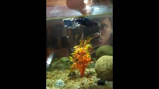 Aggressive betta Fish 😱😱😯 [upl. by Aihsotan]