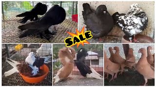 Fancy Kabootar Special  Fancy Pigeon Loft Indian Fantail  Kerala Fancy Kabootar [upl. by Sverre]