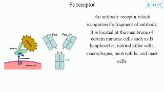 Fc receptor English  Medical terminology for medical students [upl. by Hirai]