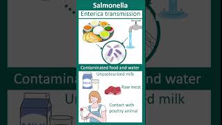 Salmonella enterica  Salmonellosis  enteric fever  microbio in 1 minute [upl. by Naoma375]