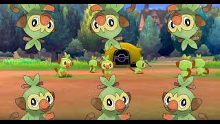 Camping With 6 Grookey For Over An Hour  Pokemon Sword amp Shield [upl. by Lyndsie]