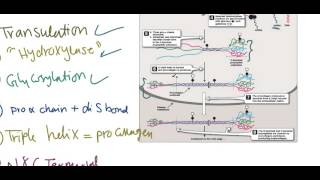 Collagen synthesis [upl. by Neyugn]