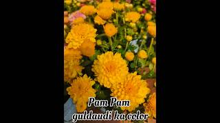 Pam Pam guldaudi ka colour 🌼flowers shorts youtubeshorts shortvideo garden [upl. by Vivianna292]