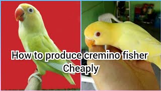 Produce creamino fishri lovebird mutation easilyLovebird mutation working part 3 in urdu [upl. by Chrissy]