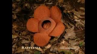 Rafflesia Time Lapse [upl. by Vincentia]