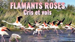 FLAMANTS ROSES  6 vols cris danse nourrissage [upl. by Enimzzaj]