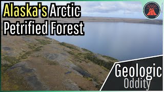 Alaskas Arctic Petrified Forest A Geologic Oddity [upl. by Macswan]