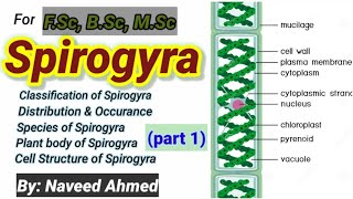 Spirogyra Introductionclassification Occurrenceplant bodycell structure [upl. by Leahsim]