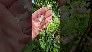 Cinnamon Bells Gastrodia sesamoides  Stirling South Australia [upl. by Temple]